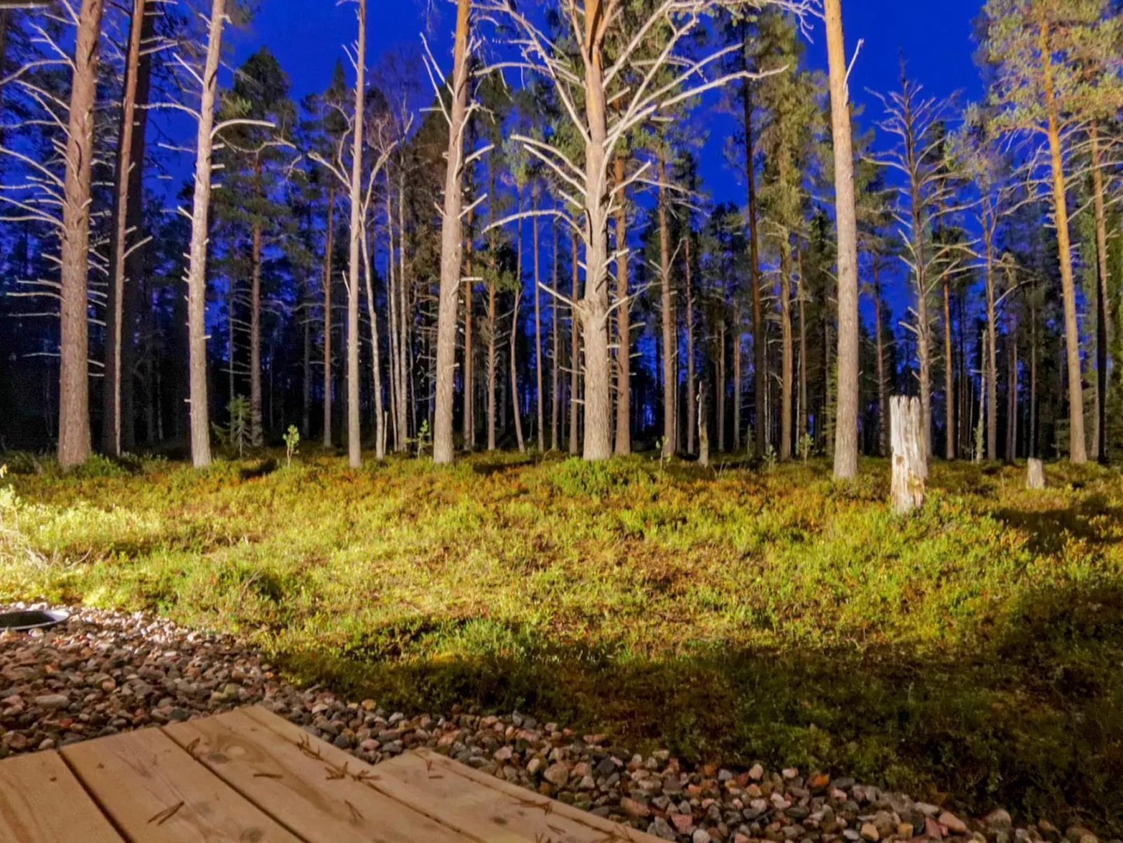 Kevätpiippo b-Binnen