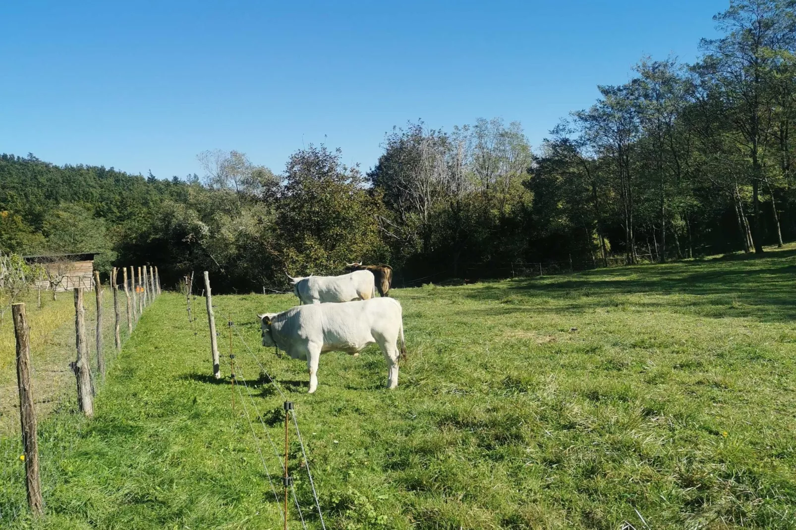 Abitanti Rustic Apartment with Balcony - Two Bedroom Apartment with Balcony-Buitenlucht