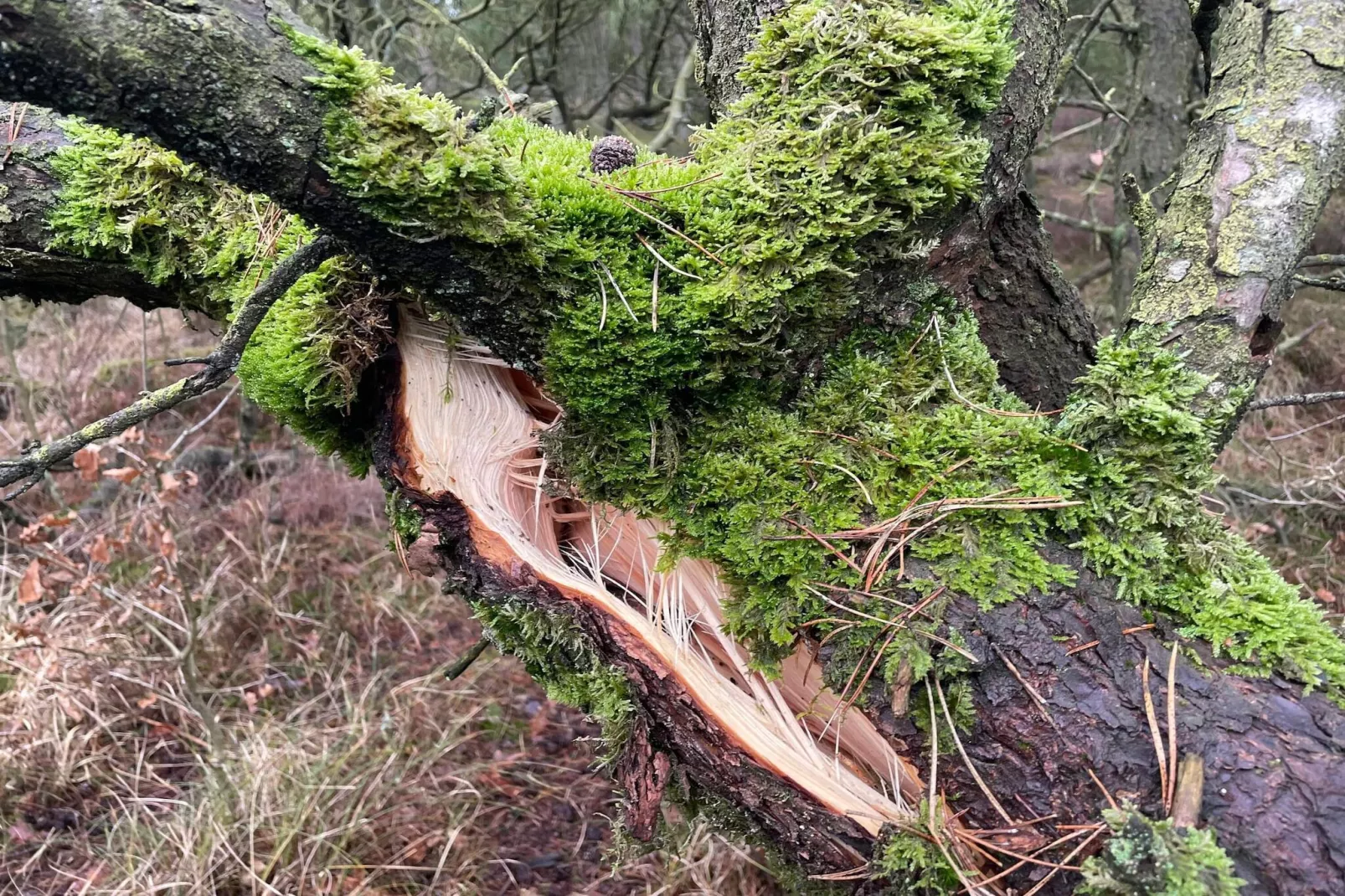 Afgelegen jaren 60 huisje -- By Traum Ferienwohnungen-Niet-getagd