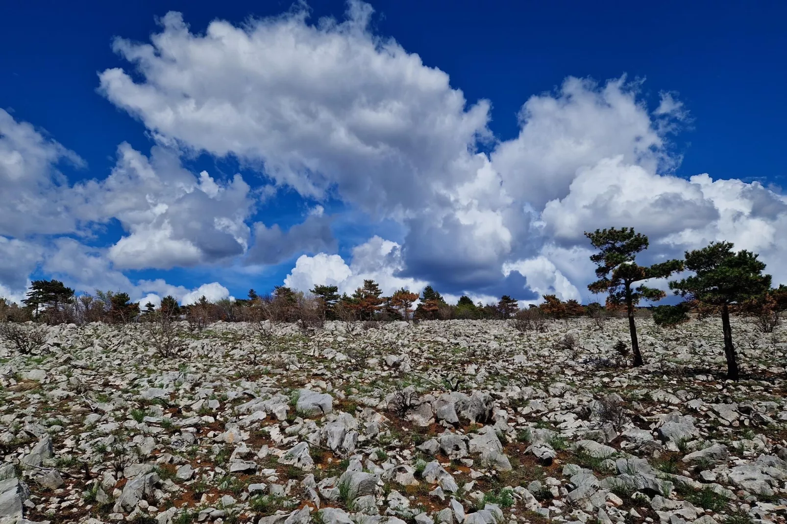 Niko 1-Gebieden zomer 5km