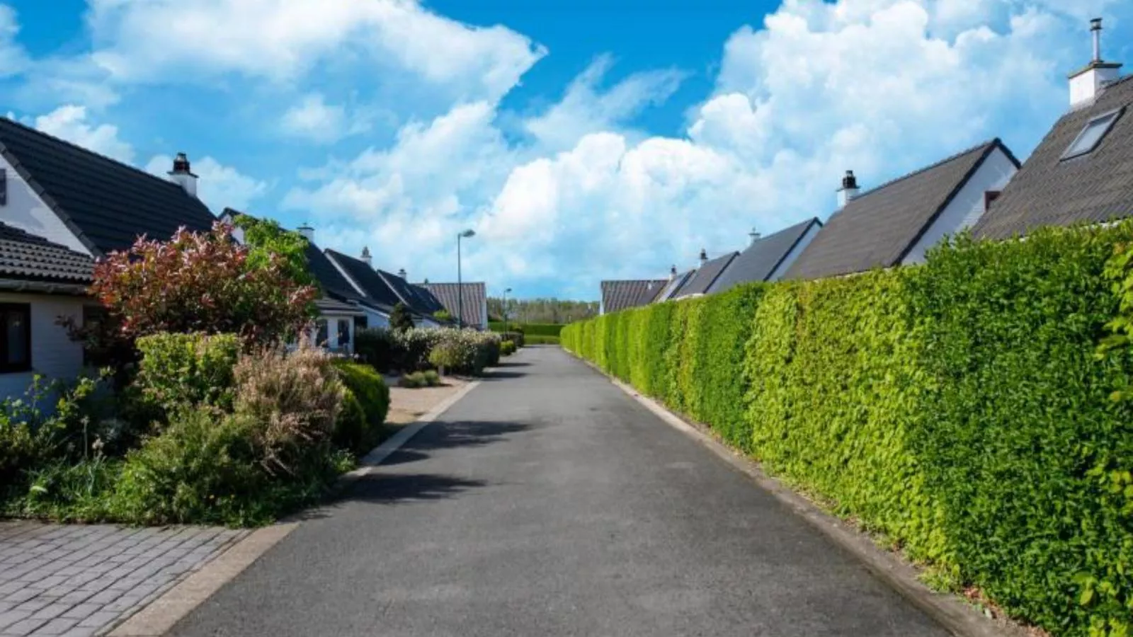 Nieuwendamme 108-Gebieden zomer 1km