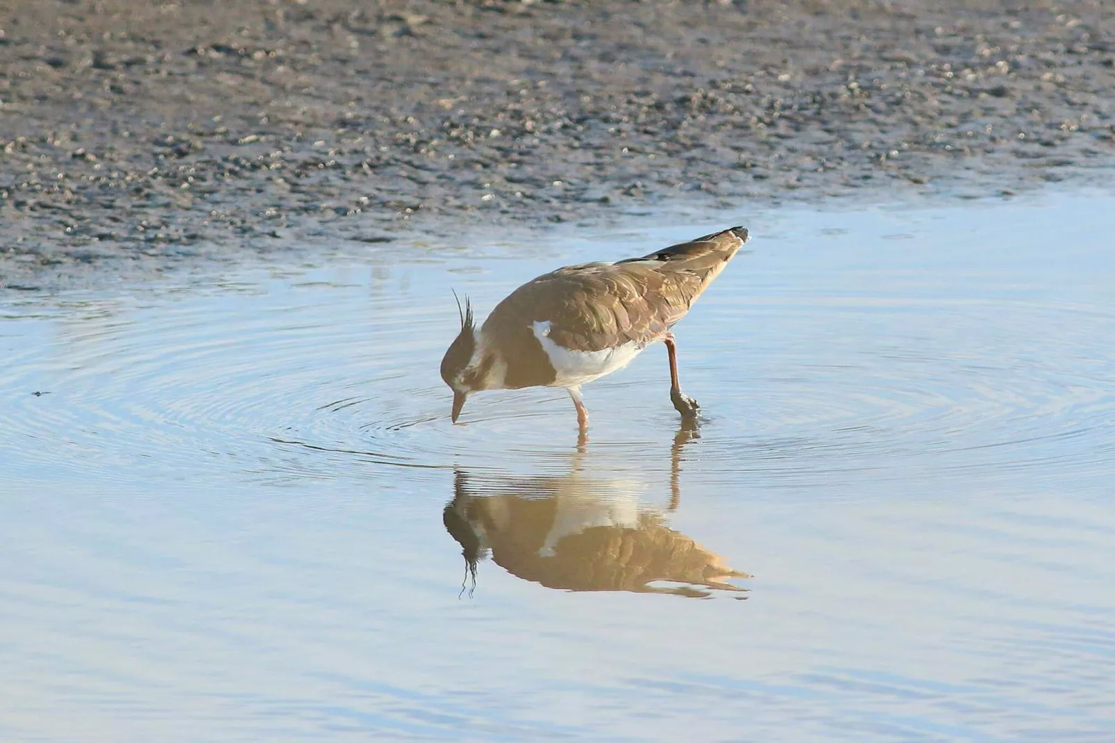 5 persoons vakantie huis in Højer-By Traum-Waterzicht