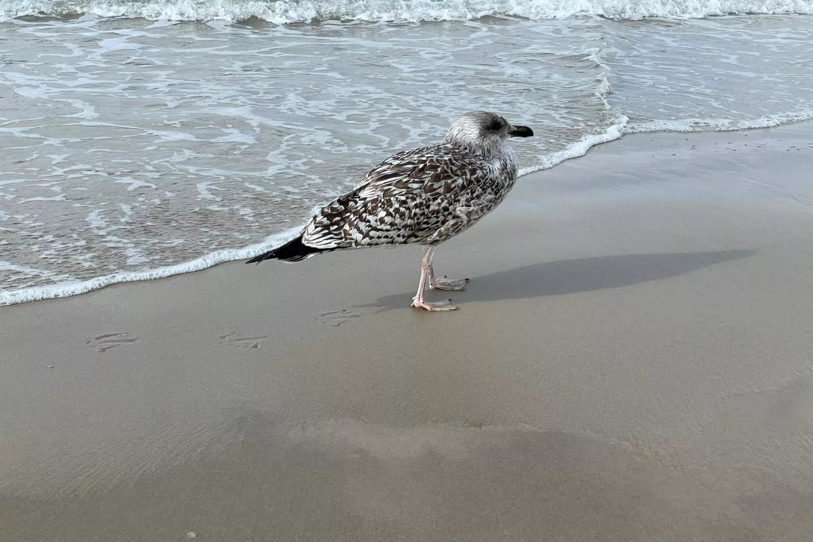 Strandparadijs in Saltum -- By Traum Ferienwohnungen-Waterzicht