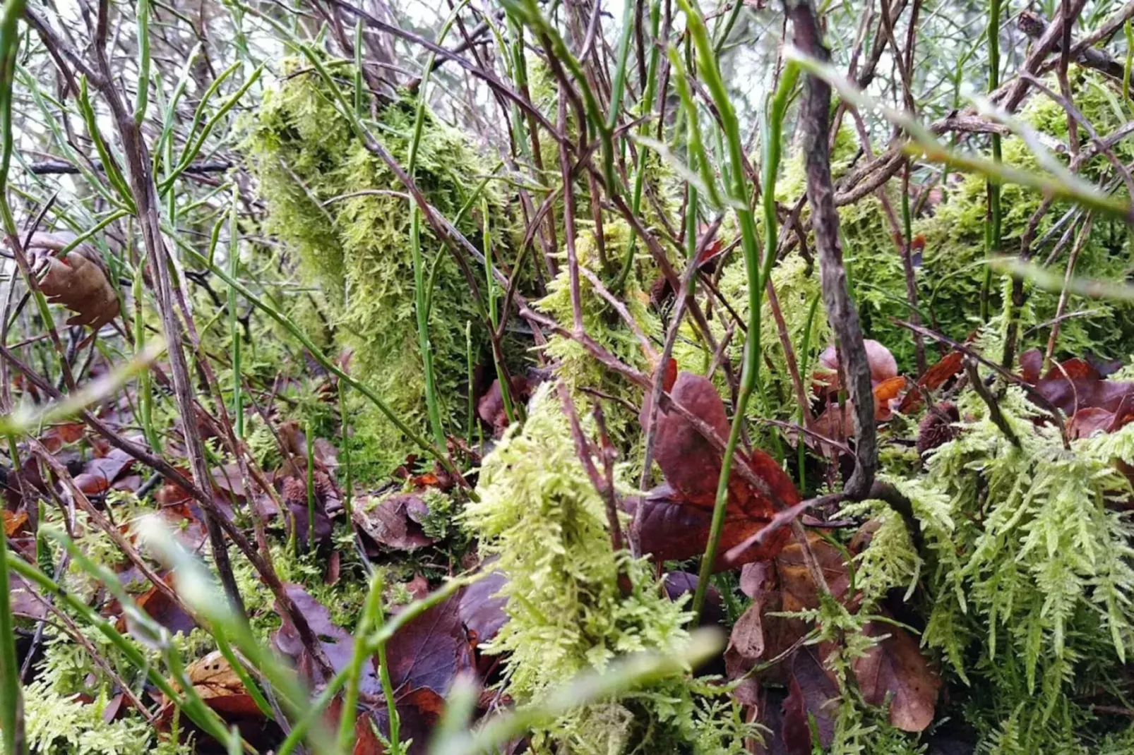 8 persoons vakantie huis in Gjern-By Traum-Niet-getagd