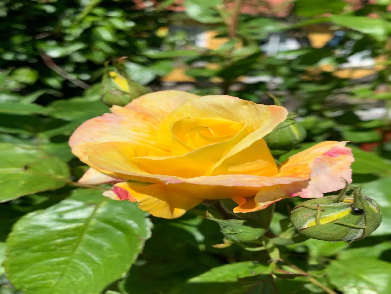 "Huanca" - 900m from the sea-Binnen