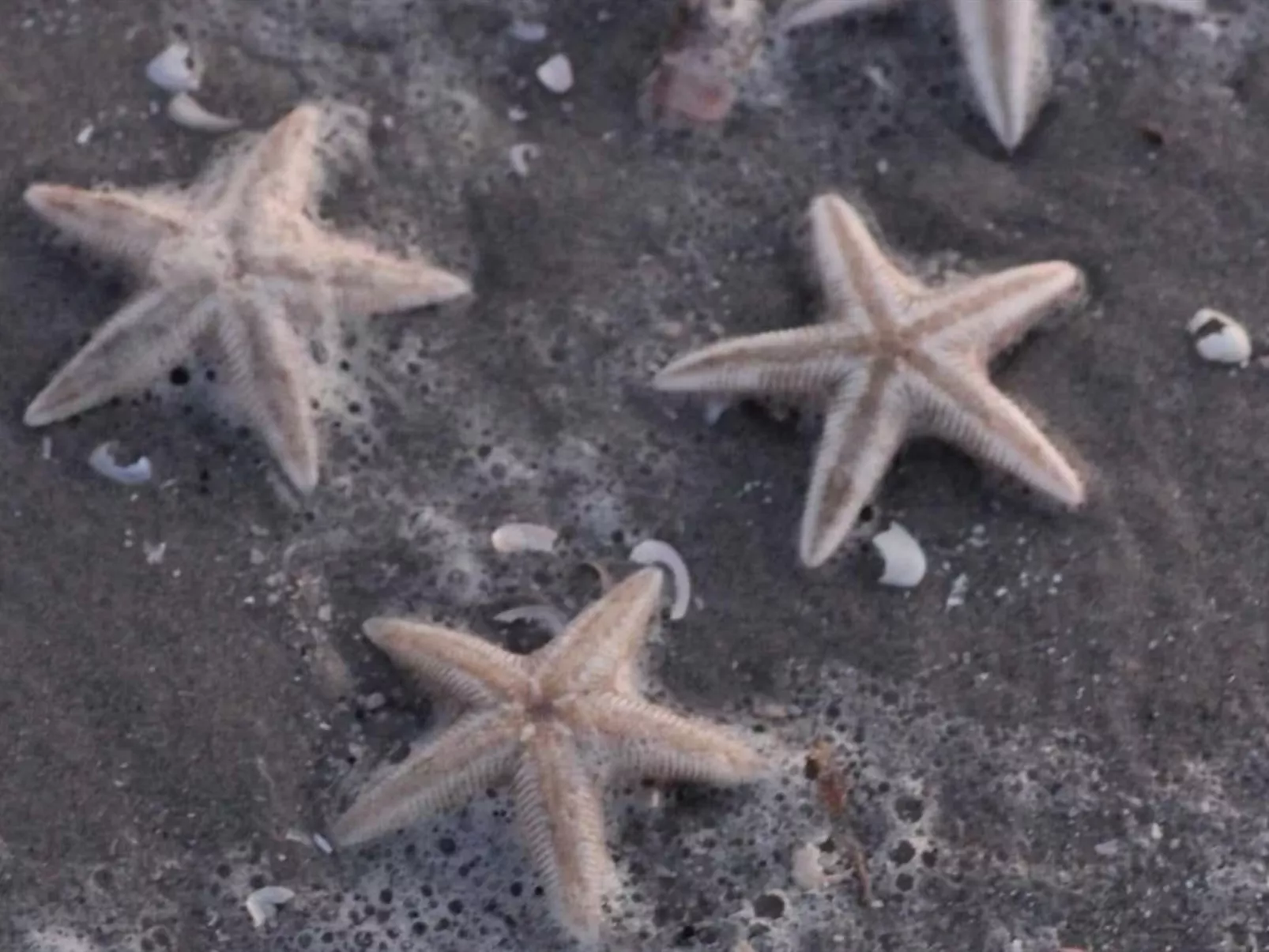 "Grep" - 800m from the sea-Buiten