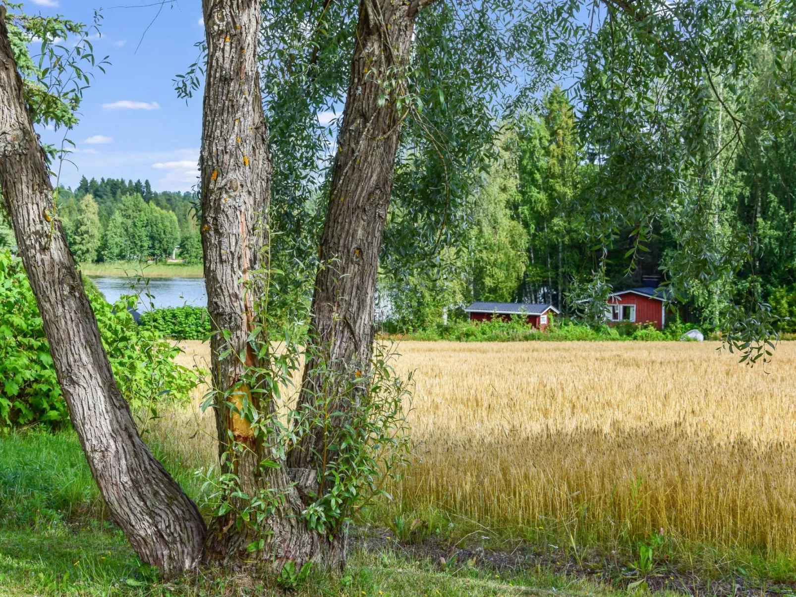 Petäjäniemi-Binnen
