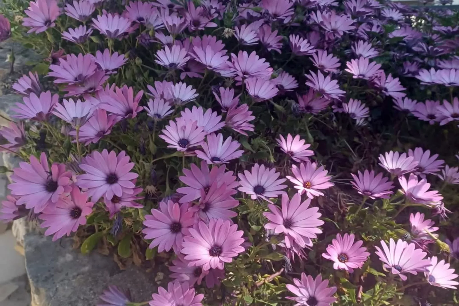 Three-Bedroom Apartment With Sea View A2-Tuinen zomer