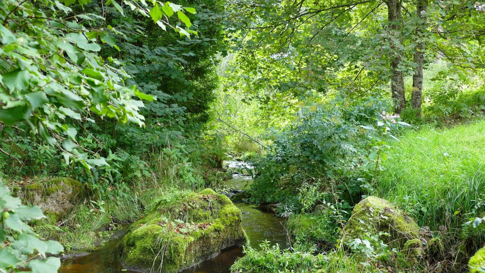 Alte Muehle-Uitzicht zomer