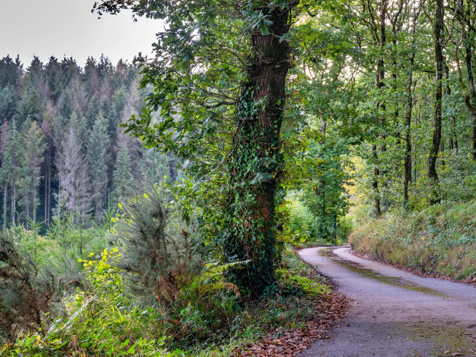 Forest Park Lodge-Buiten