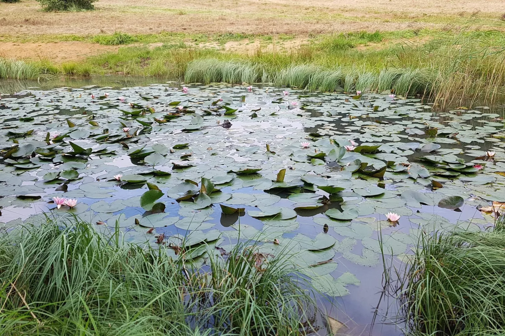 8 persoons vakantie huis in Sjølund-By Traum-Waterzicht