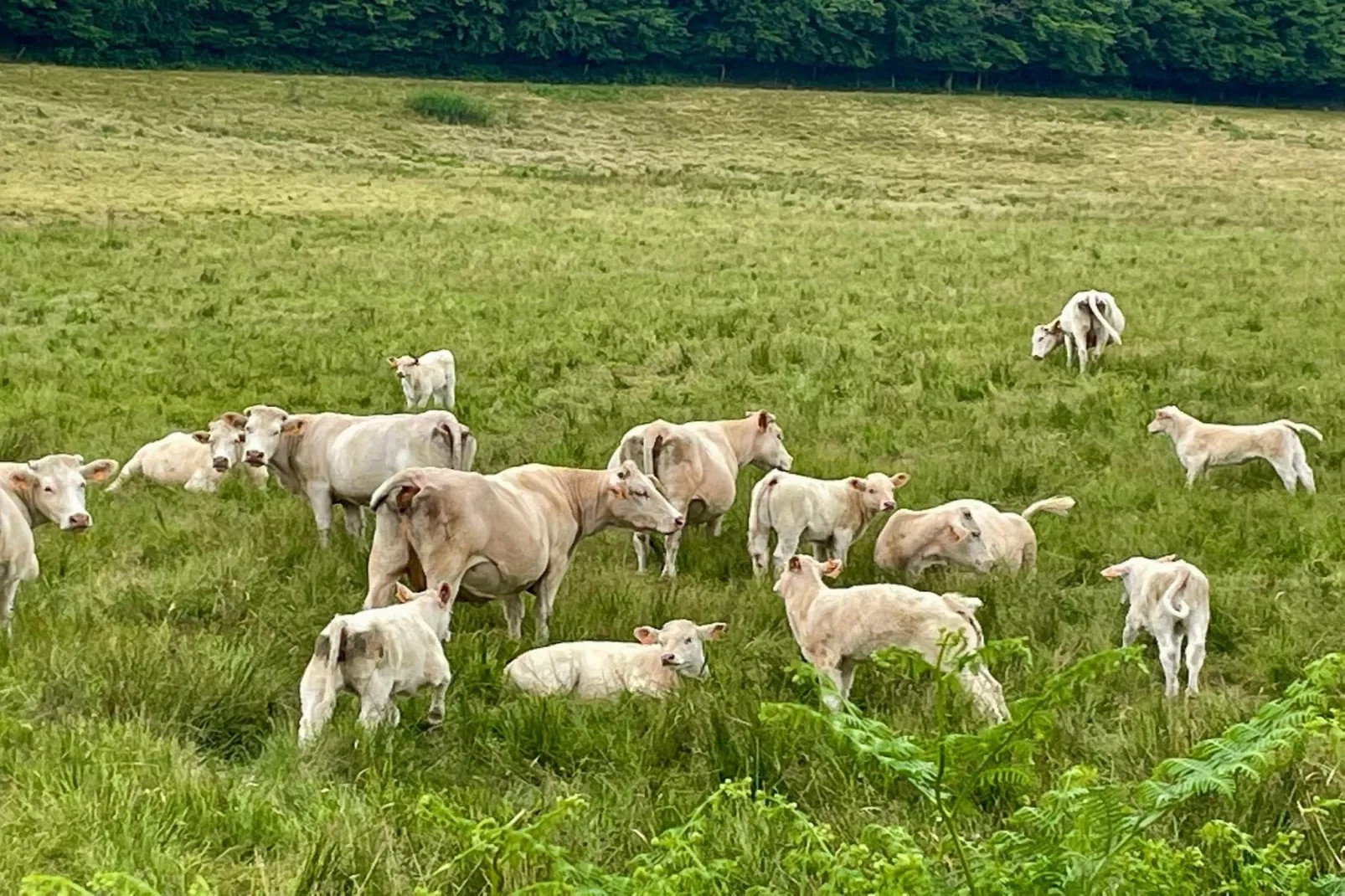 Maison de Vacances Gacogne