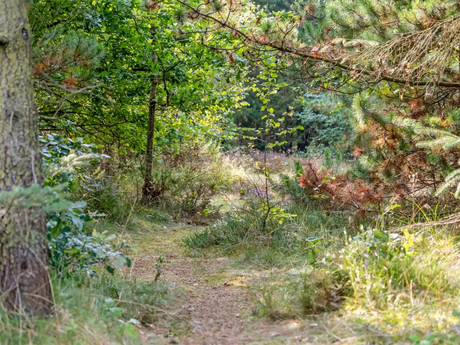 "Orvokki" - 125m from the sea-Buiten