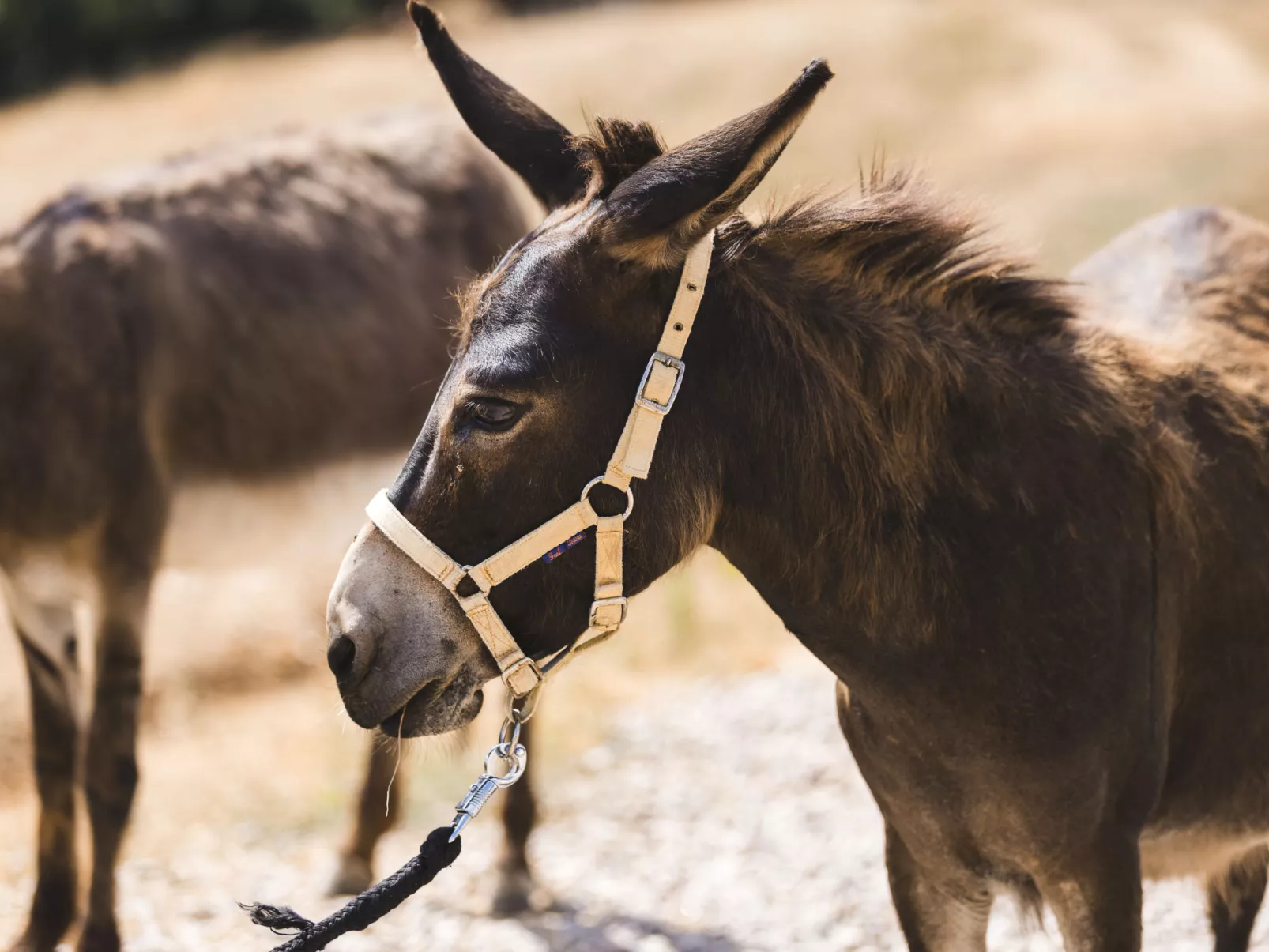 Poggio Piero 2-Buiten