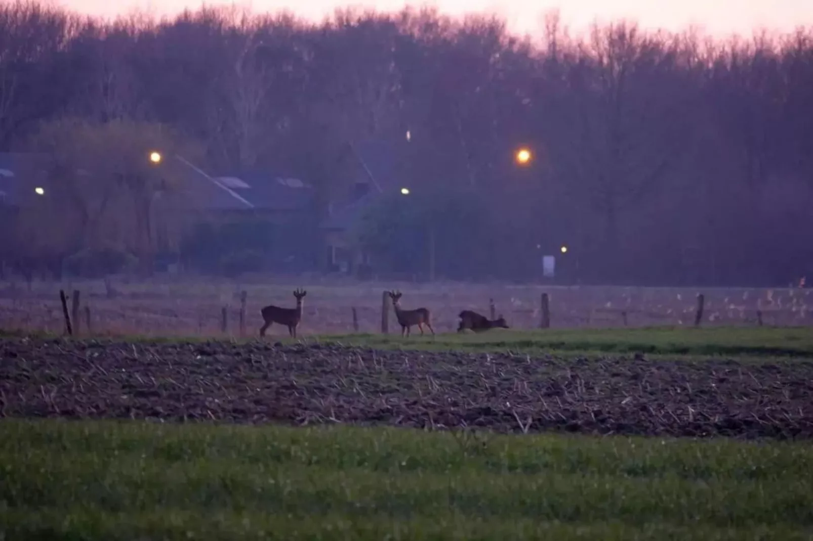 6 - Person Forest Pet & Family Bungalow-Gebieden zomer 5km