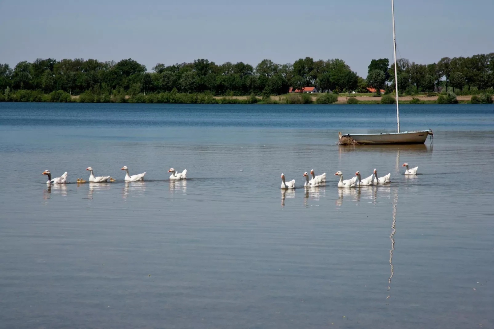 Boswoning-Gebieden zomer 5km