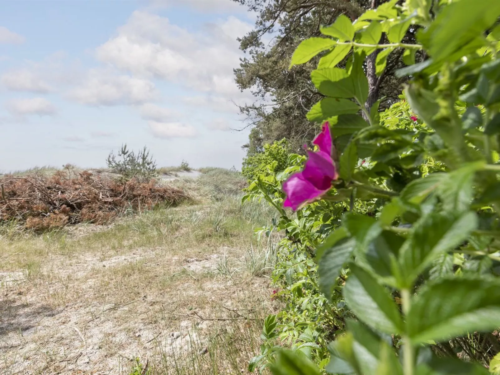 "Friis" - 200m from the sea-Buiten