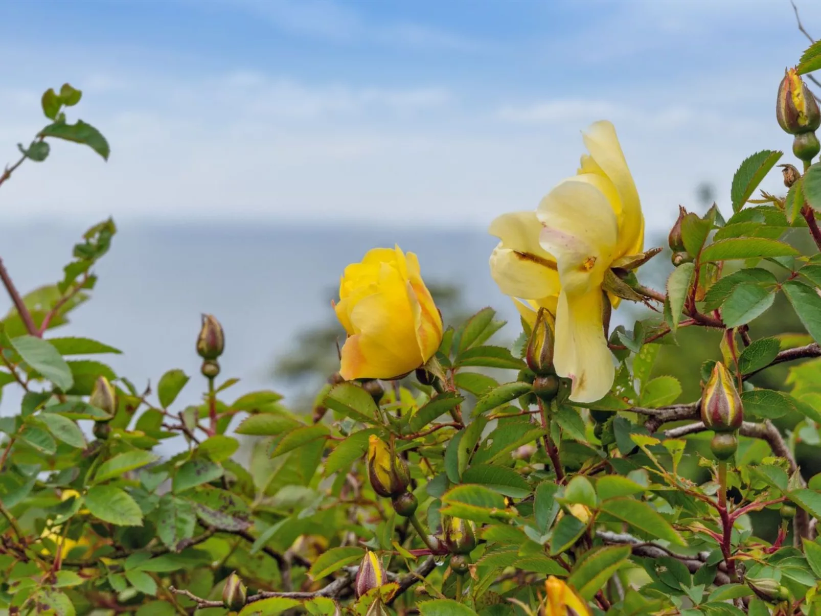 "Mauritz" - 300m from the sea-Buiten