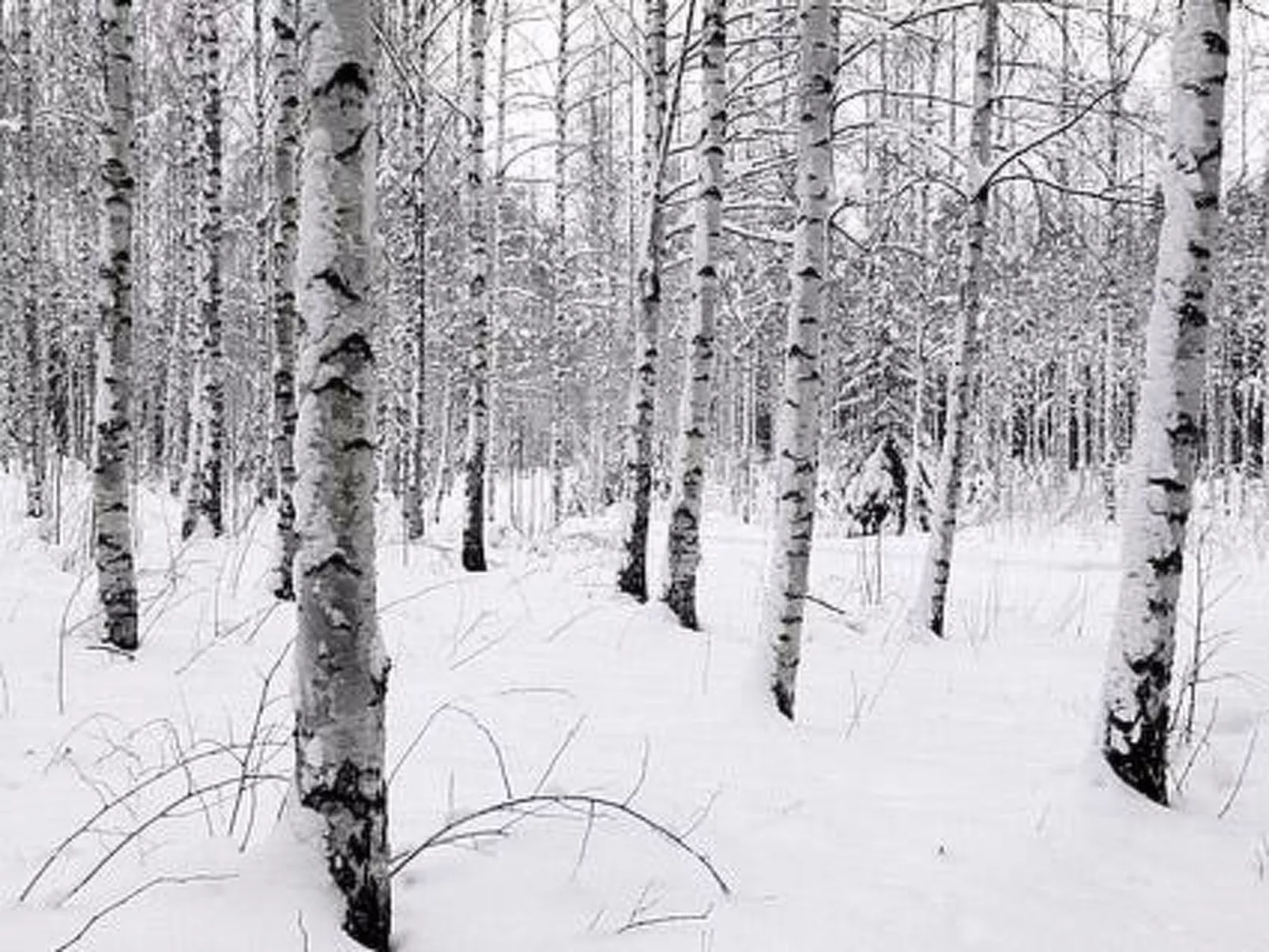 Kopinkallio 1-Binnen