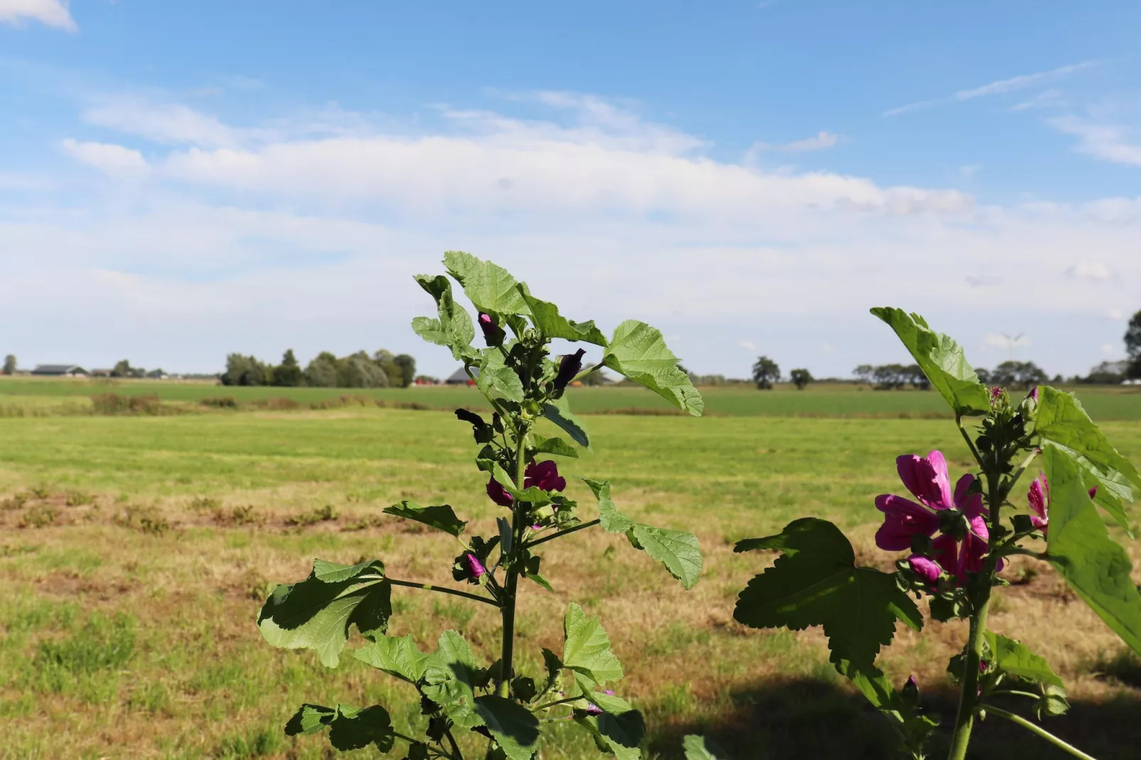 By Mosk 2-Uitzicht zomer