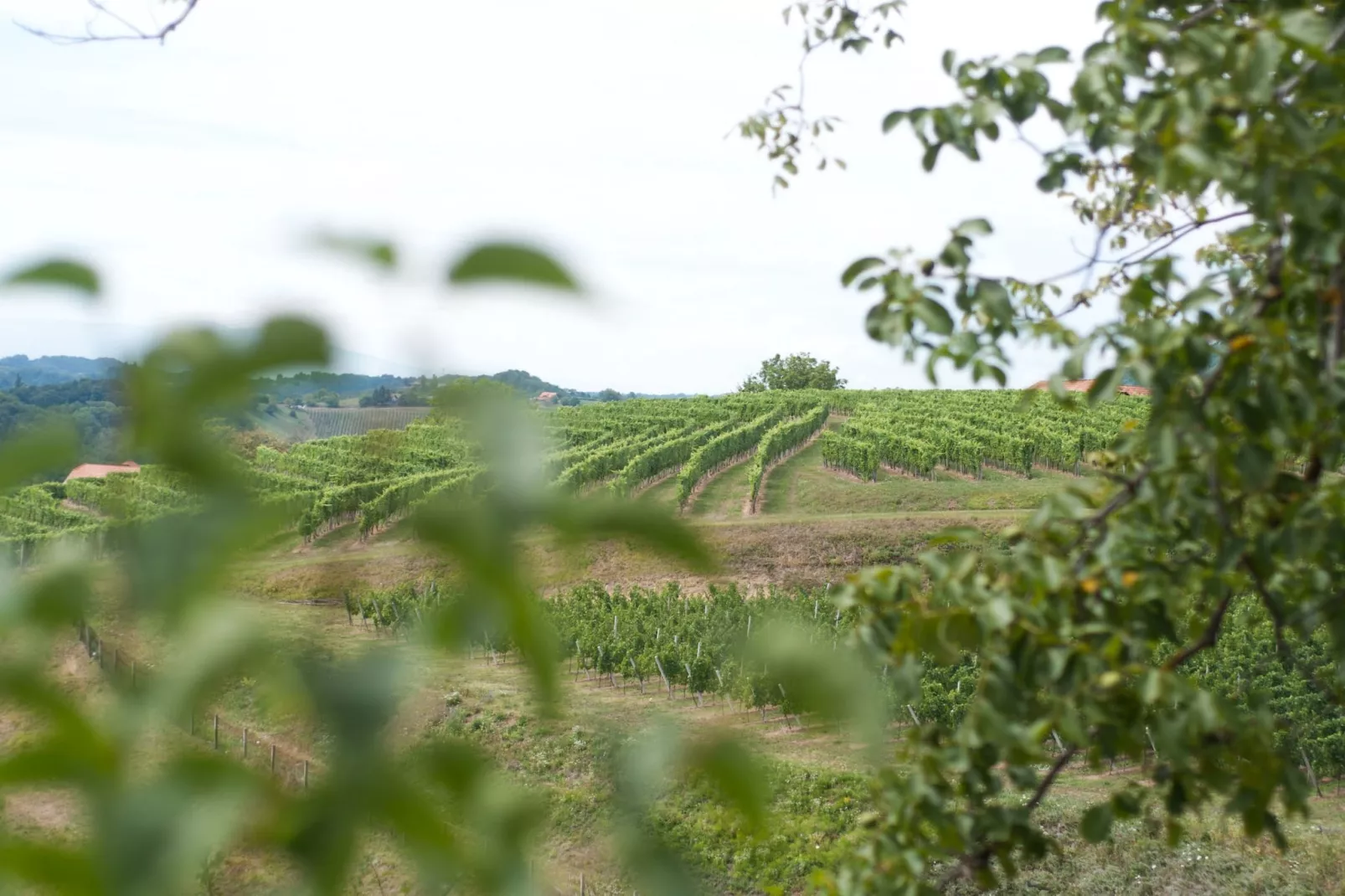 Sunny Two Bedroom Retreat in Beautiful Bizeljsko - Two Bedroom Country House-Buitenlucht