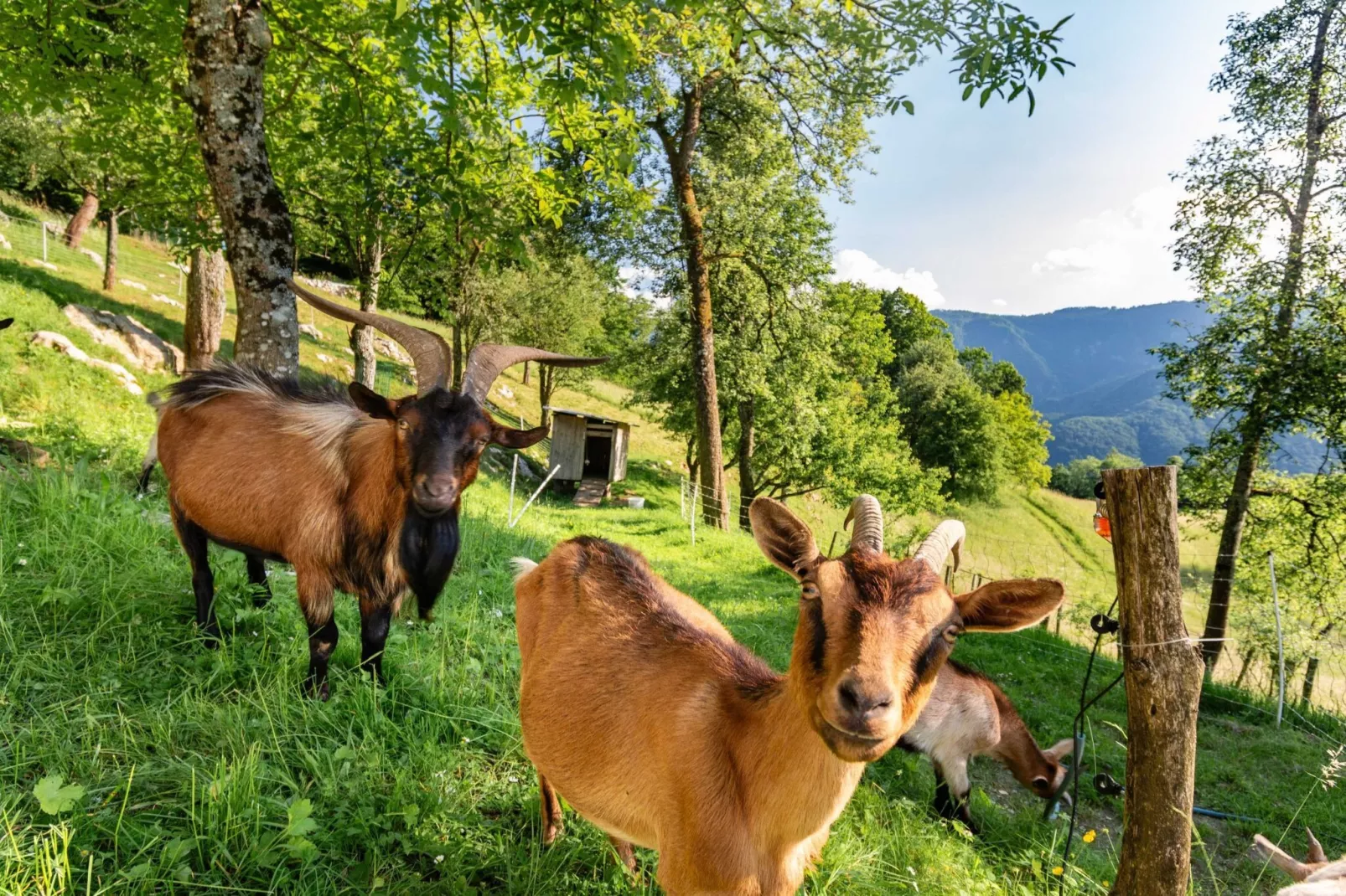 Nature Hideaway Holiday Homes with Sauna - Two Bedroom Holiday Home (owner Liza)