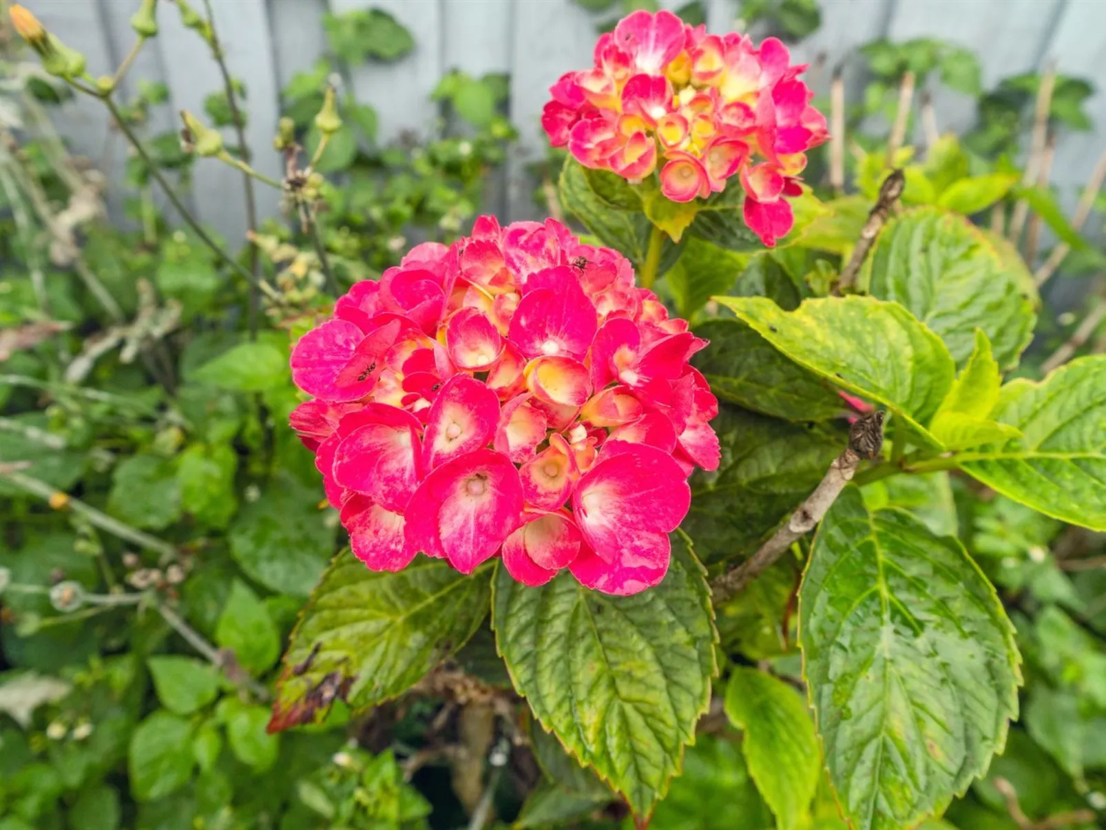 "Atena" - 250m from the sea-Buiten