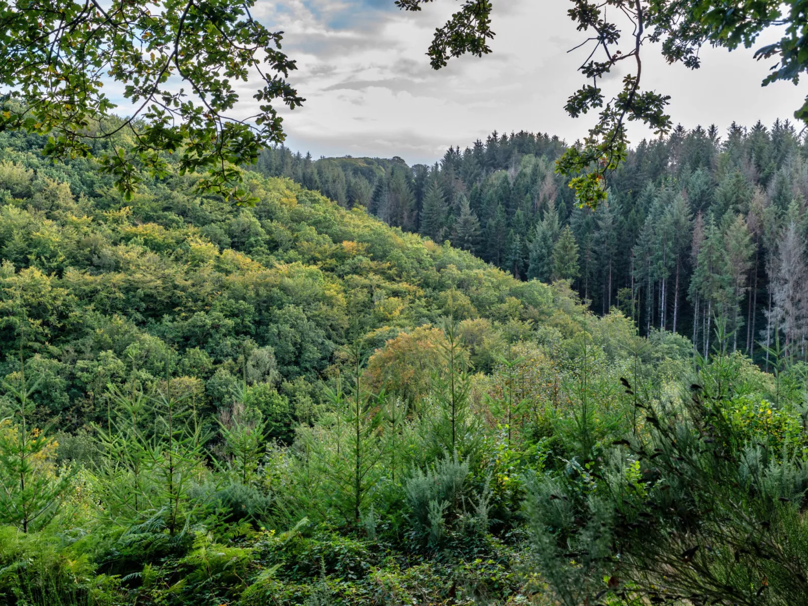 Forest Park Lodge-Buiten