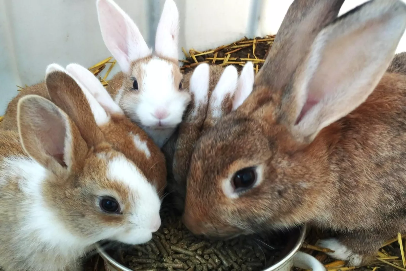 Hol van de vos - wellness-Faciliteiten