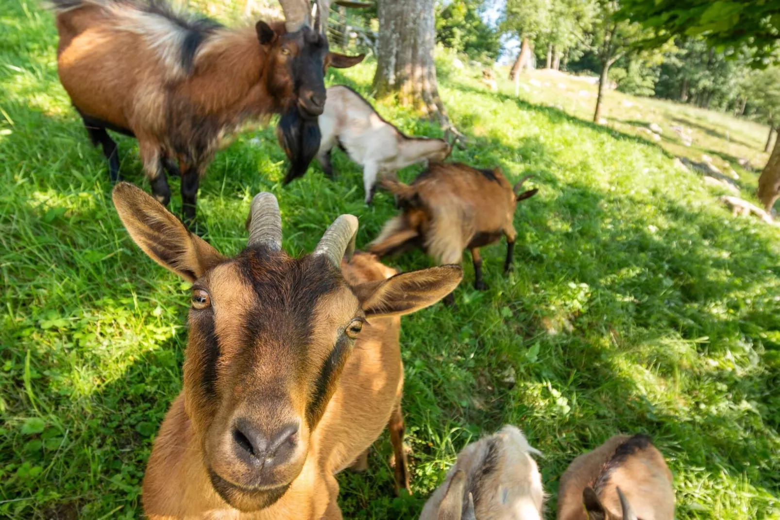 Nature Hideaway Holiday Homes with Sauna - Two Bedroom Holiday Home (owner Liza)-Uitzicht