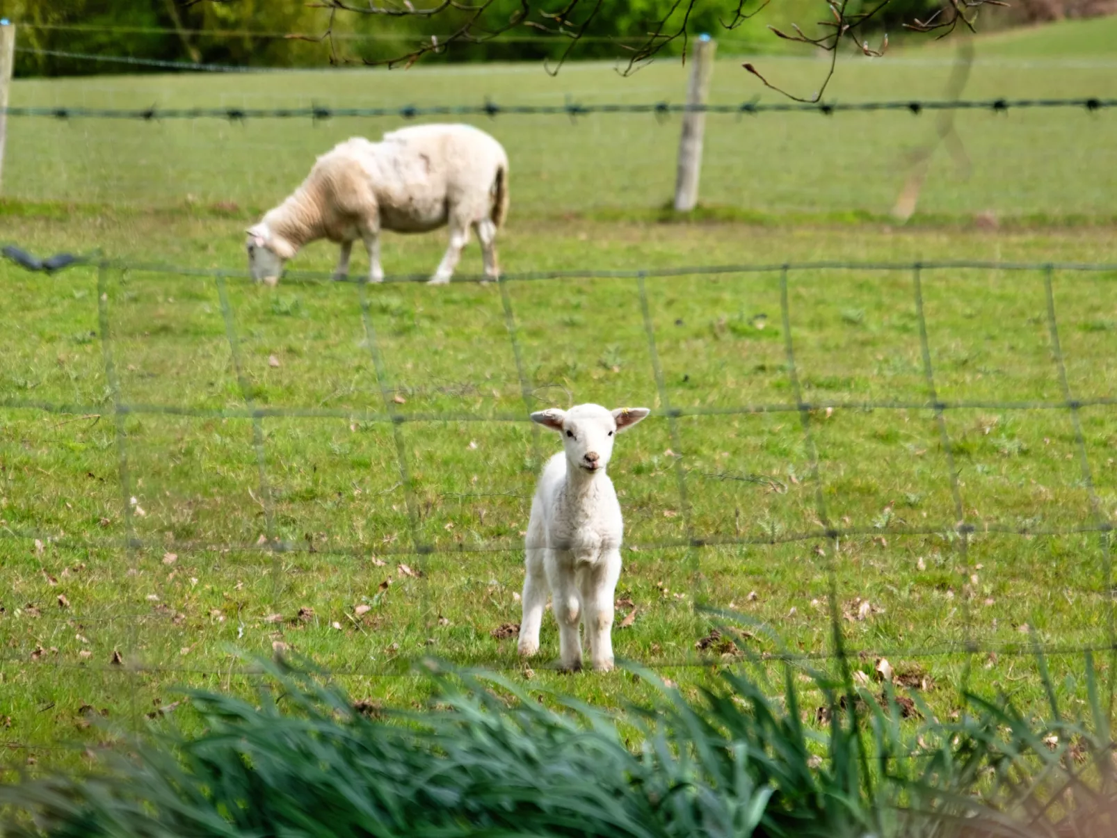 Hay and Hedgerow Glamping-Buiten