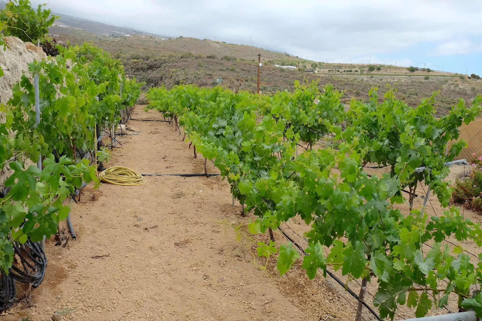 Finca Buenos Aires-Gebied winter 1km