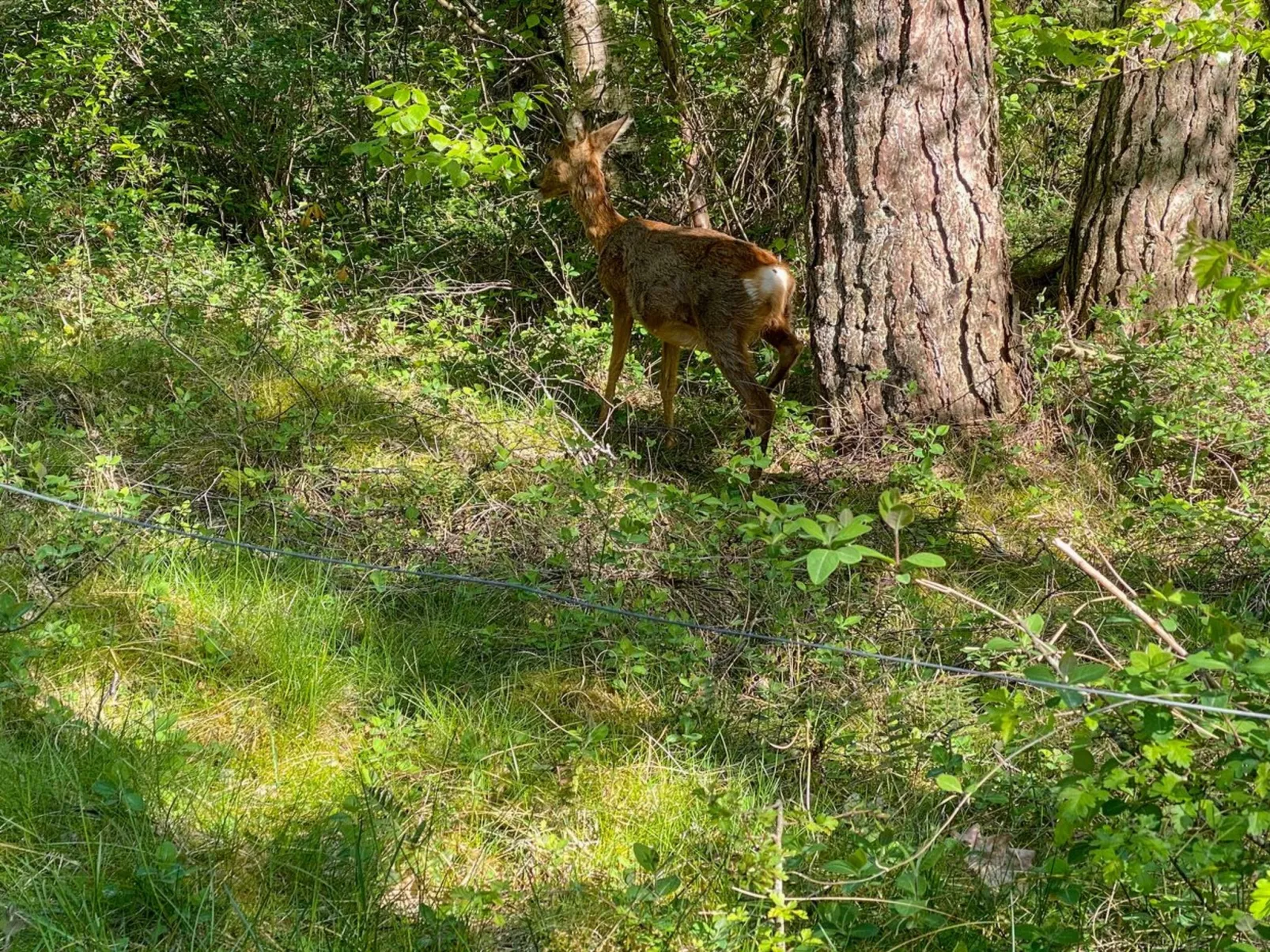 "Mikaela" - 1km from the sea-Buiten