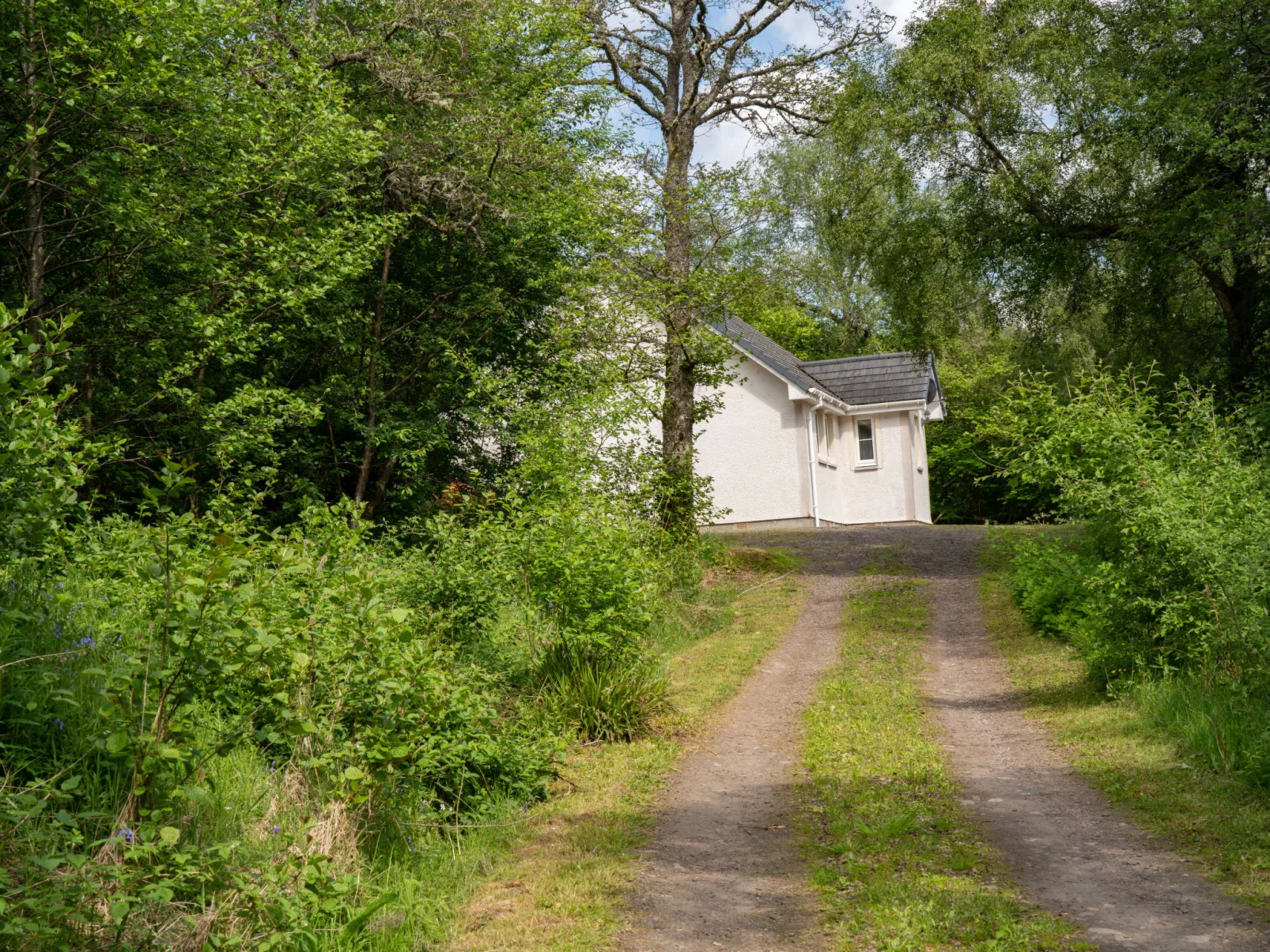 Silver Birch-Buiten