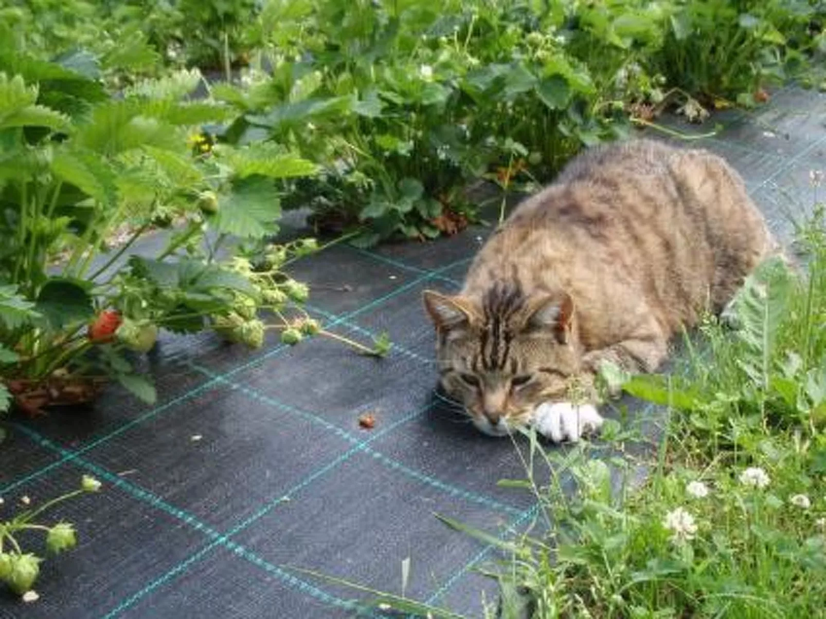 Vaaran loma-asunto-Binnen