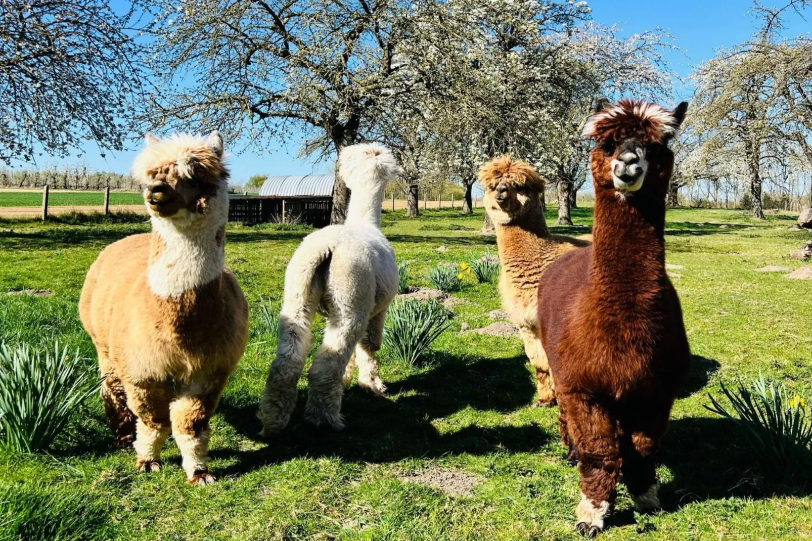 Hol van de vos - wellness-Faciliteiten