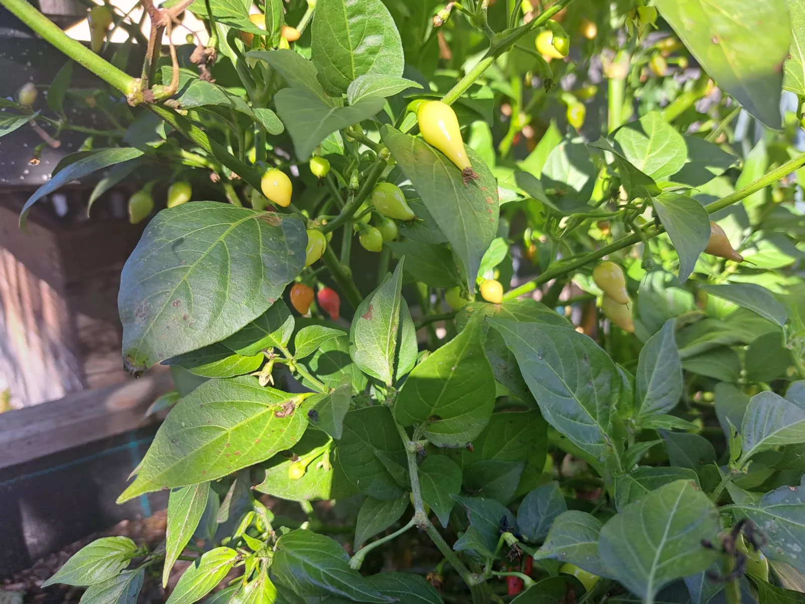 Appartement 1-Binnen