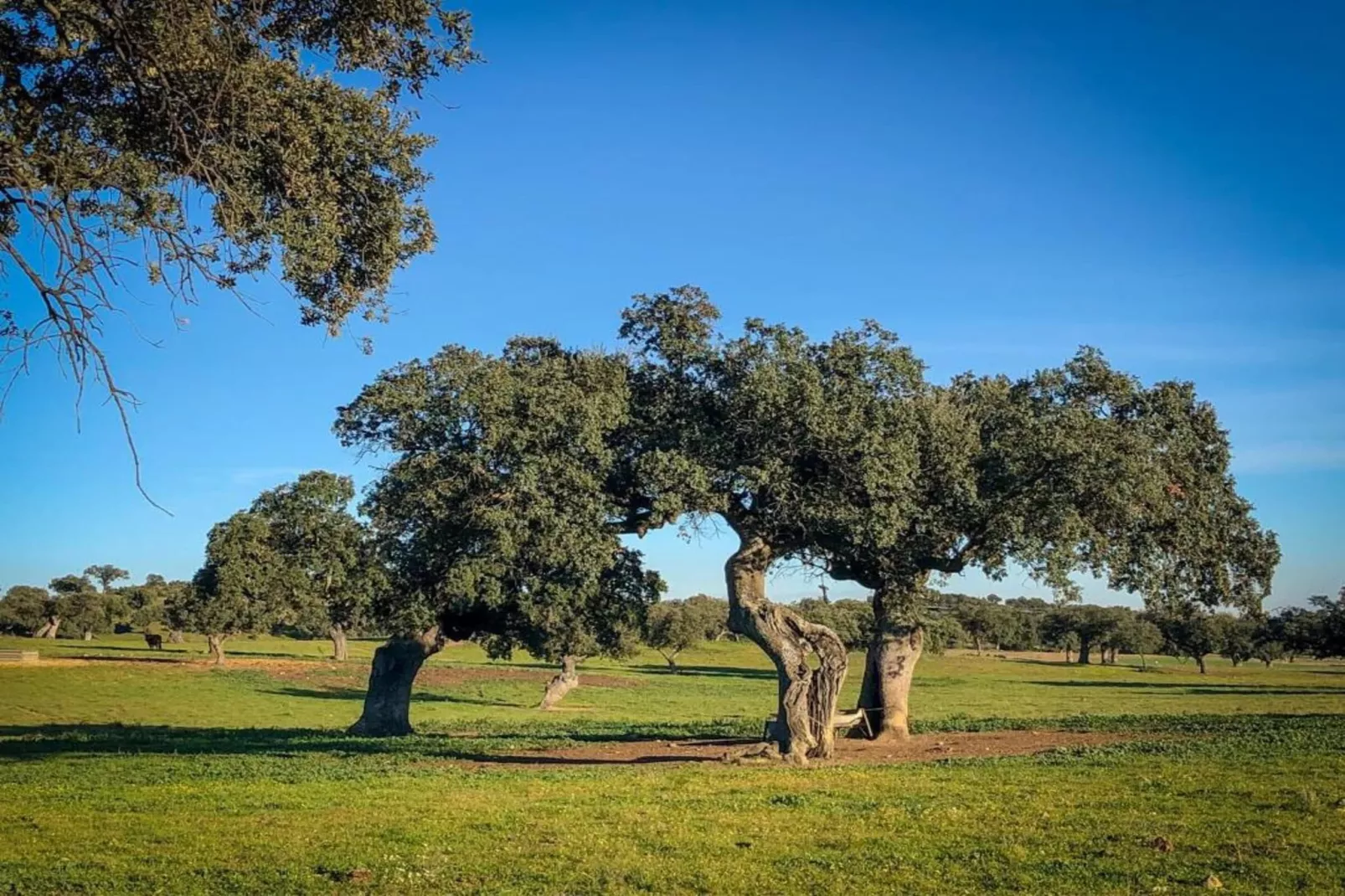 Villapark Ehzerburg 2-Gebieden zomer 20km