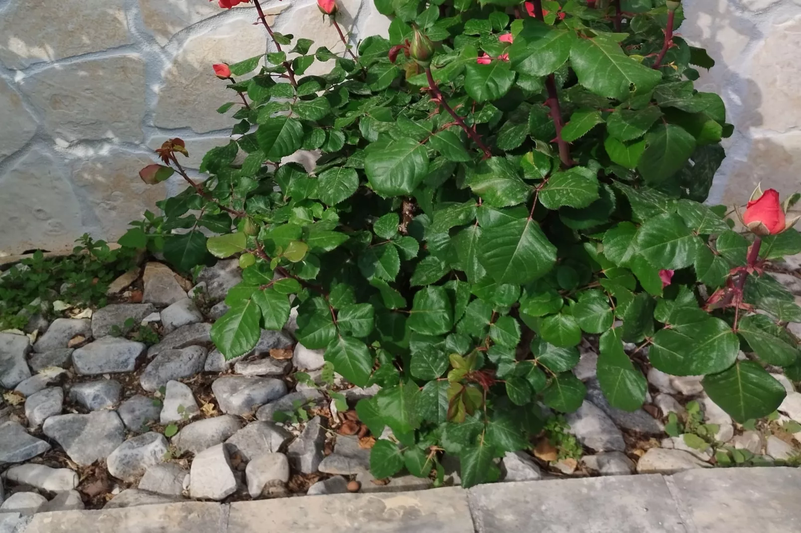 One-Bedroom Apartment With Terrace (A2)-Sfeer