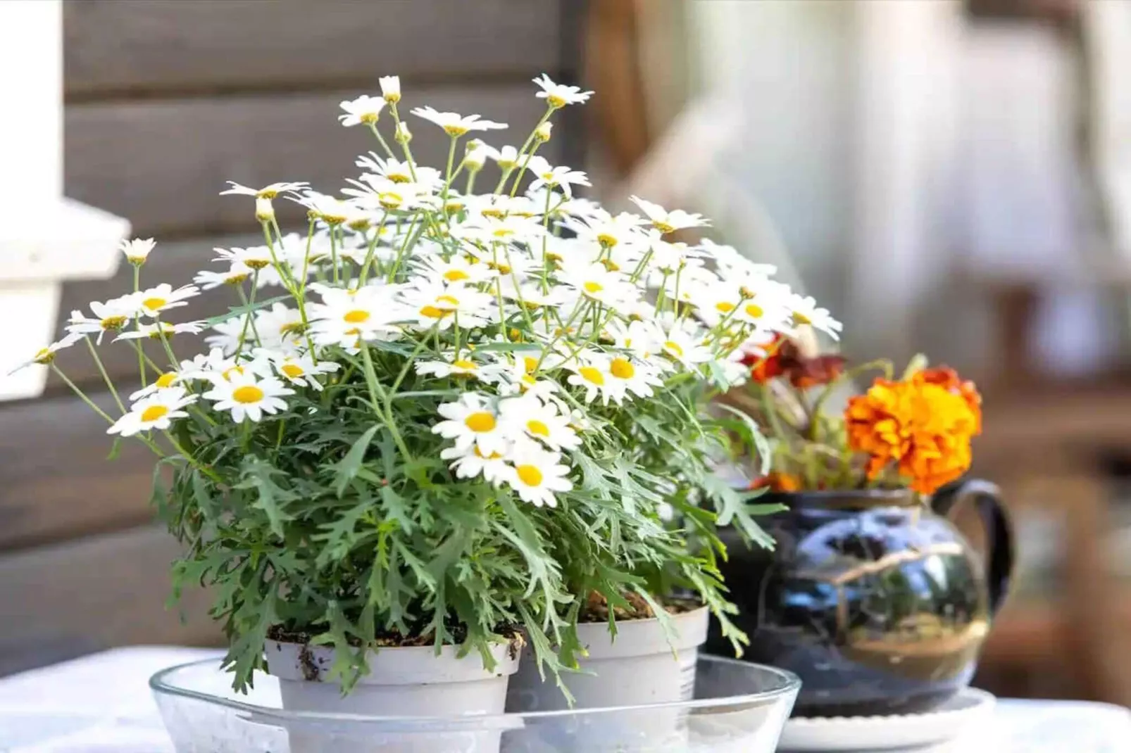 5 sterren vakantie huis in Nykøbing Sj-Binnen