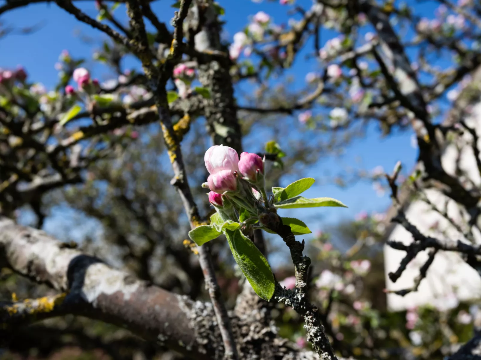 Les Jonquilles-Buiten