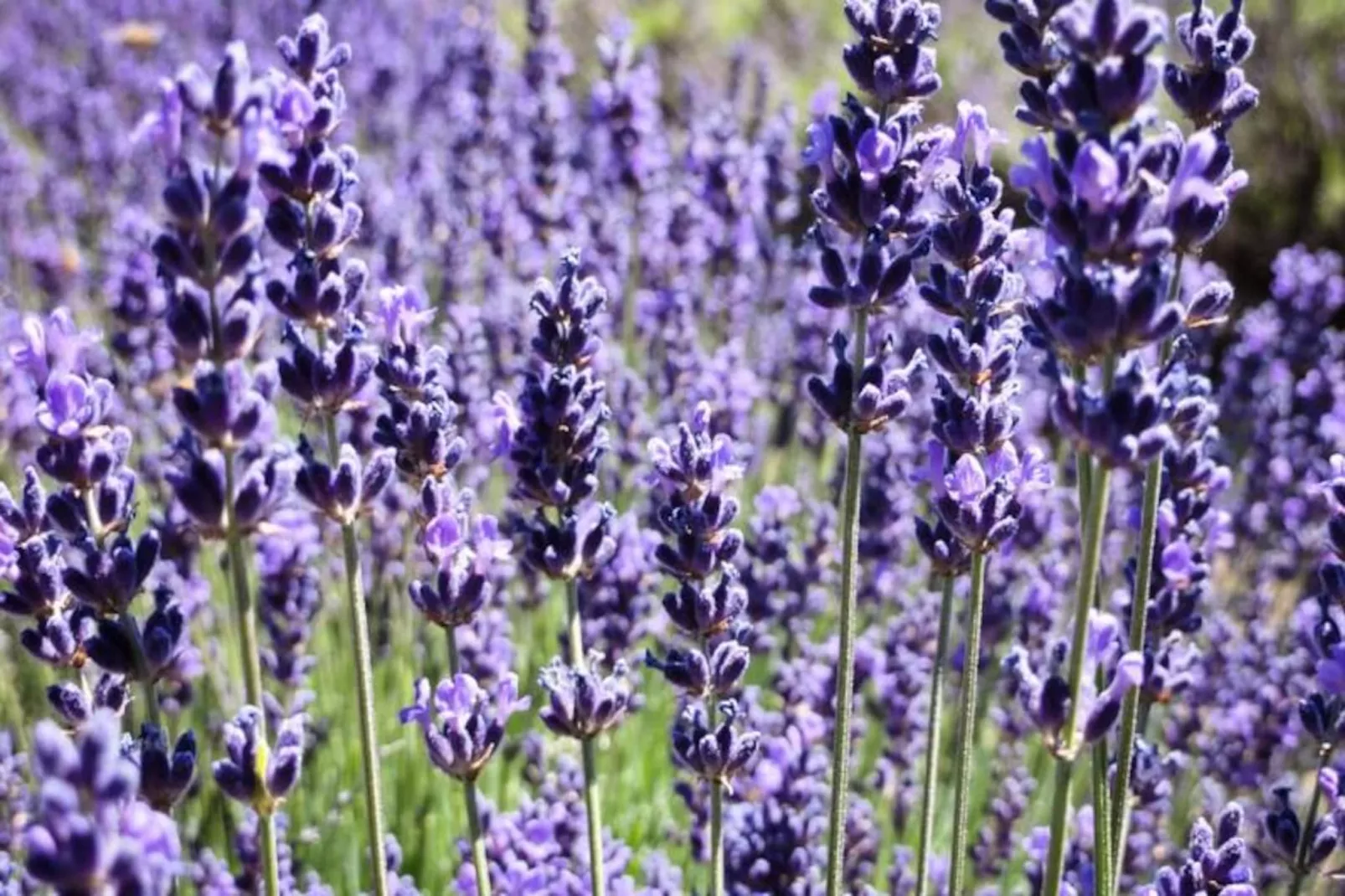 Maison Cosy Lodge, 15 P, Clim, Wifi, Cour, Garage-Niet-getagd