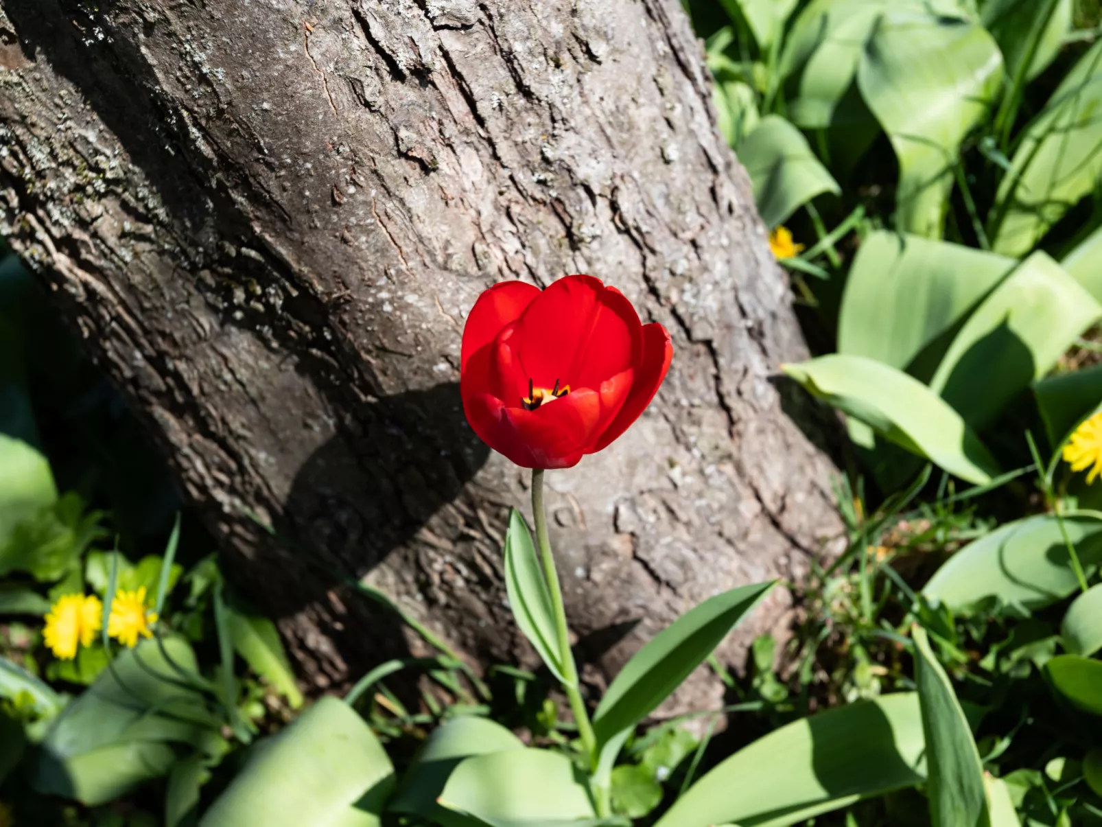 Les Jonquilles-Buiten