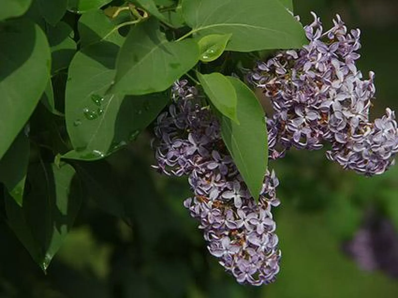 Villa vuorenpää-Binnen