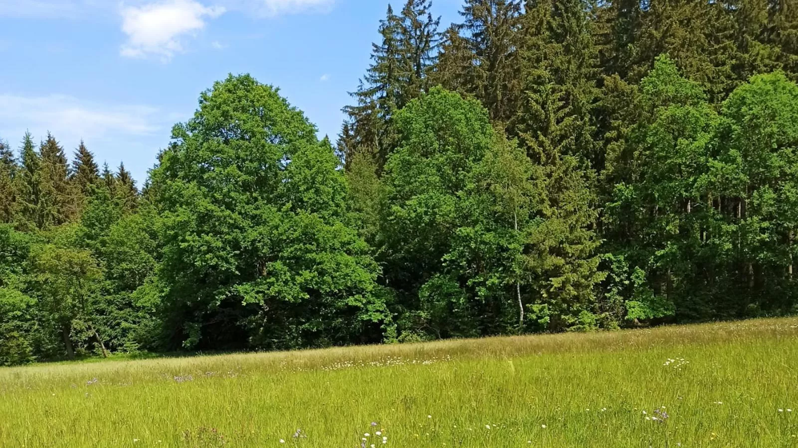 Am Sonnenblick-Gebieden zomer 1km