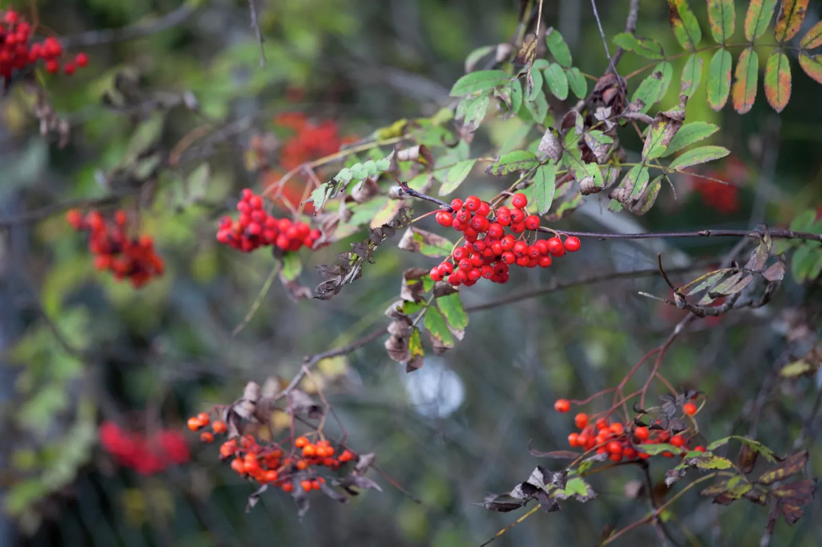 Ferienwohnung mit Kamin Am Waldrand-Gebieden zomer 1km