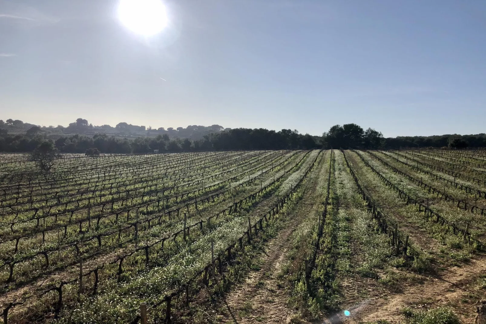 House Olivella-Uitzicht zomer