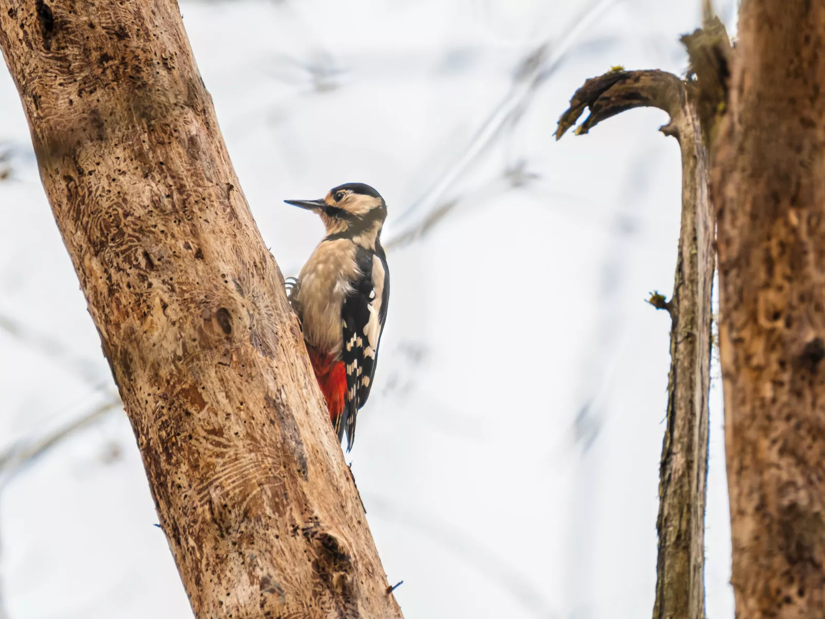 Highland Cottage-Omgeving