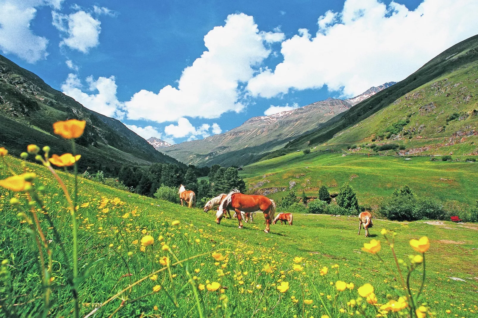 Grüner-Gebieden zomer 5km
