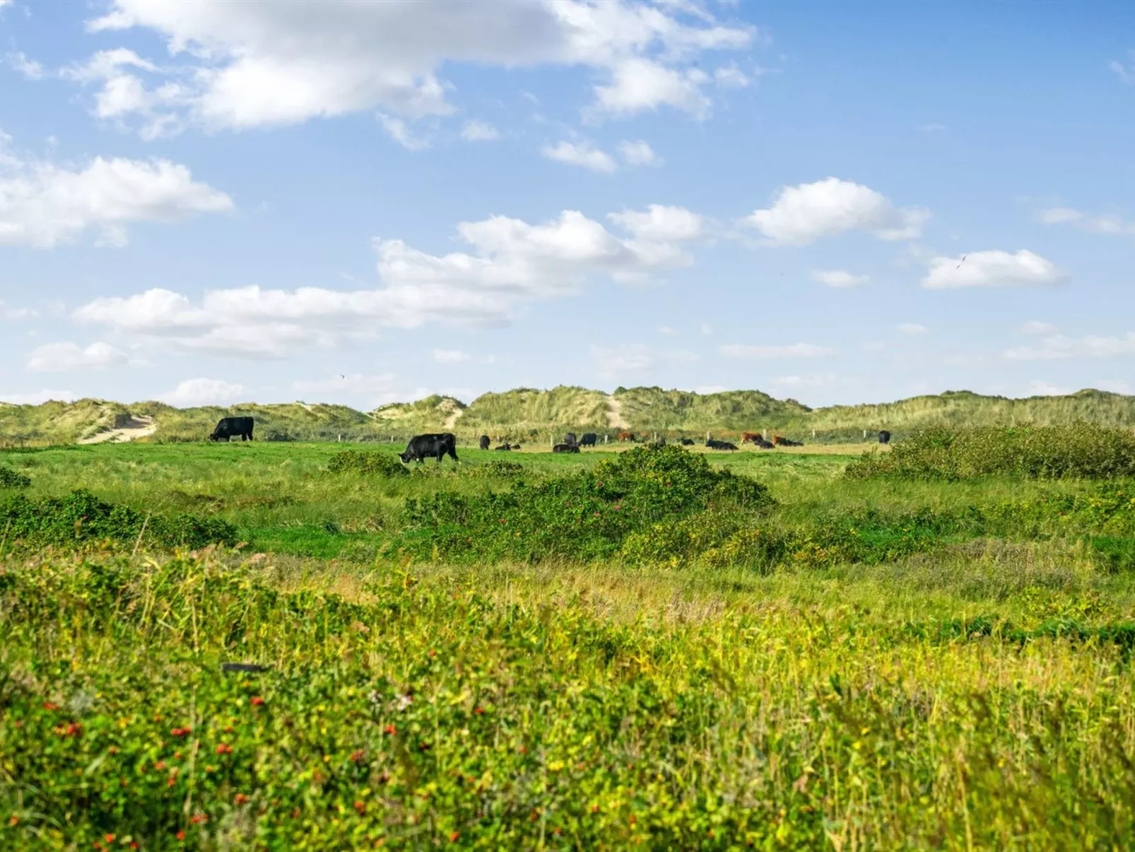 "Mortensen" - 350m from the sea-Buiten